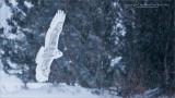 Snow Owl Hunting for Real Prey