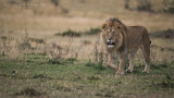 Male Lion Hunting in Tanzania