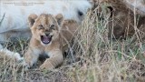 Lion Cub Snarl