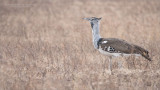Kori bustard in the Crater