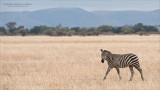 Passing Zebra