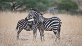 Zebra Family in Tanzania 