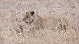 Mother Lion and Cub