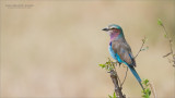 Lilac-breasted roller