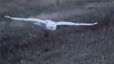 Snowy owl in Flight 10000 ISO 