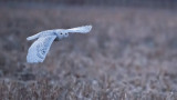 Snowy Owl at 25600 iso
