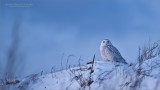 Snowy Owl on the Hill