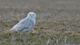 Snowy Owl - Ontario Tundra