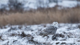 Snowy Owl Hunting the Frozen Fields
