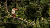 Gray headed Kingfisher 