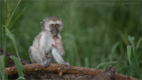 Black Faced Vervet Monkey Baby