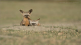 Bat-eared fox Family