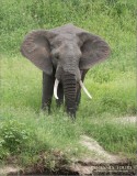 Elephant in Tanzania