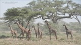 East African Giraffe Family - Tanzania