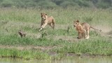 Female Lions in Chase for Lunch