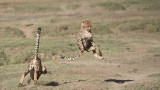 Cheetah Siblings at Play 3