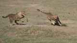 Cheetah Siblings at Play 7