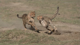 Cheetah Siblings at Play 10