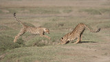Cheetah Siblings at Play 12
