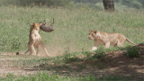 RAY_3104 Lion Kill 1200 web .jpg