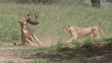 RAY_3105 Lion Kill 1200 web  .jpg