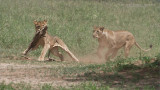 RAY_3107 Lion Kill 1200 web .jpg