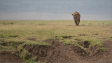 Hyena on the Ridge 