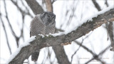Northern Hawk Owl with Lunch - Photo by Maria Barlow