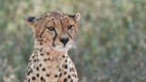 Cheetah Portrait 