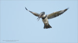 Belted Kingfisher Hunting 