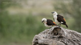 White-Headed Buffalo-Weaver