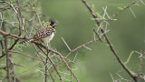 Usambiro barbet in Tanzania