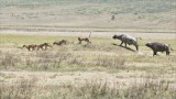 Cape Buffalo Chasing Four Lions 
