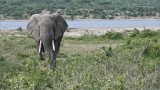 East African Elephant