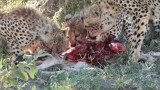 Cheetah Family on a Kill