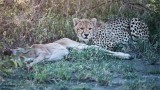 Young Cheetah with a Fresh Kill 