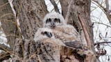 Great Horned Owl Chicks 