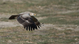 Tawny Eagle in Flight