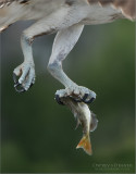 Osprey Dinner