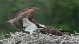 Three Osprey and a Fish 