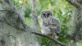 Barred Owlet - Florida