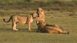 Lions having a morning Chat