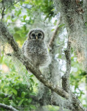 Barred Owl Chick