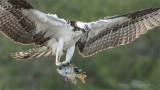 Osprey close up with Fish