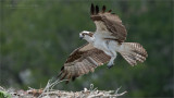Osprey Landing 