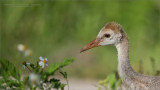 Sandhill Crane Colt