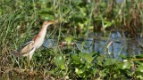 Least Bittern in Florida
