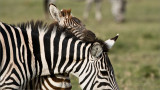Sleepy Zebra Colt