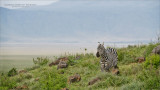 Grazing Zebra