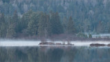 Algonquin Forest